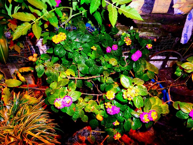 A lush green roof filled with a variety of colorful flowers and plants, creating a vibrant and biodiverse habitat.