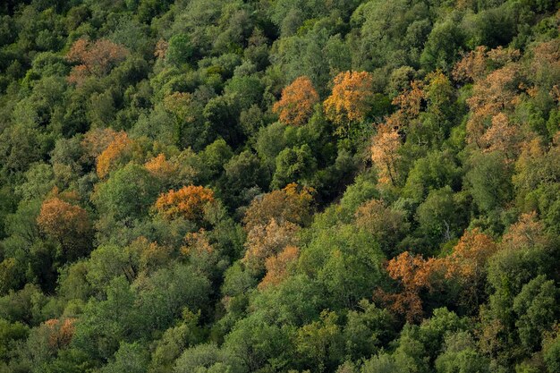 Invista em Reflorestamento: Lucros e Impacto Ambiental em 5 Anos