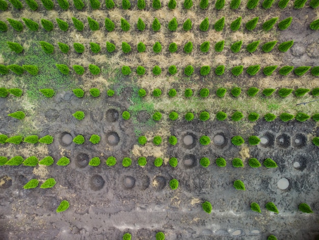 An aerial view of a reforestation project, showing large sections of land covered with young trees in neat rows, interspersed with areas of native vegetation. The image highlights the scale and organization of reforestation efforts, as well as the integration of planted trees with existing ecosystems.