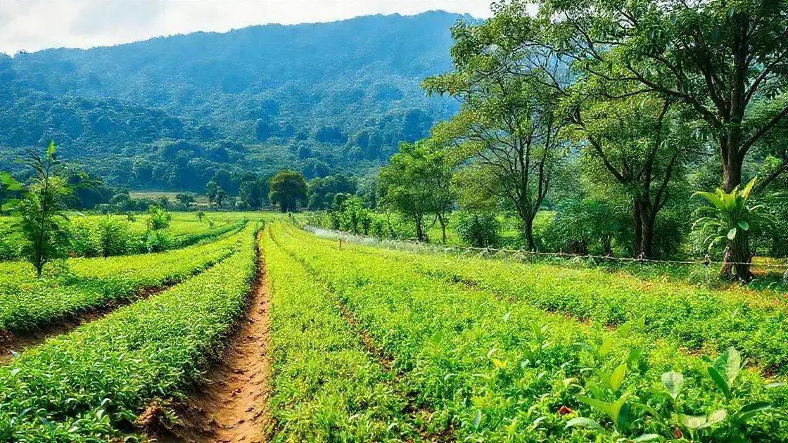Técnicas inovadoras para cultivo sustentável