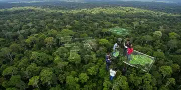 Mapeamento de Áreas Verdes: Ferramentas Digitais para ONGs Vista aérea de uma floresta exuberante com sobreposição digital de mapeamento, e membros de ONG analisando dados em tablet, simbolizando a recuperação ambiental no Brasil.