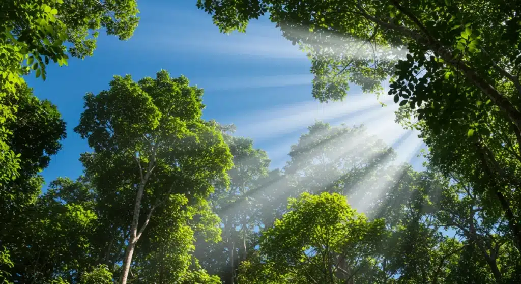 Créditos de Carbono no Brasil 2026: Receita Extra para Conservação