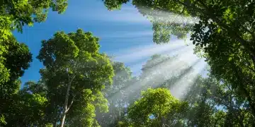 Floresta tropical exuberante no Brasil, simbolizando a conservação ambiental e o potencial dos créditos de carbono para projetos sustentáveis.